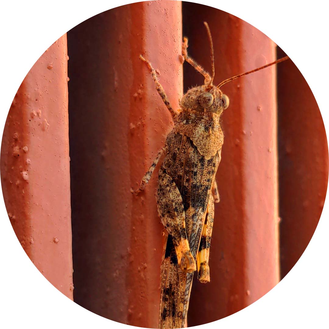 Trimerotropis pallidipennis grasshopper