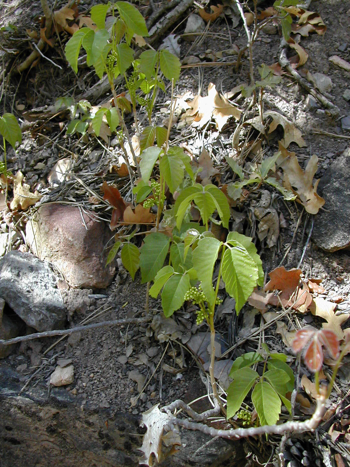 poison_oak