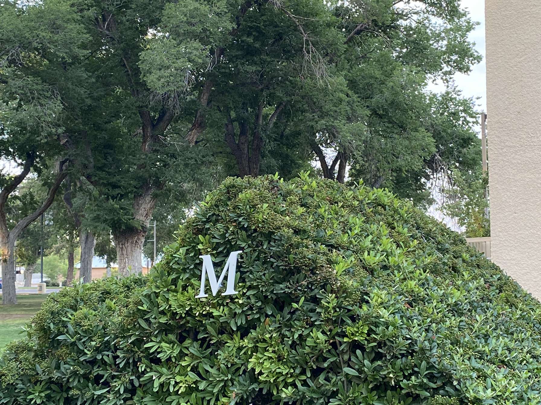 M Mountain Hedge
