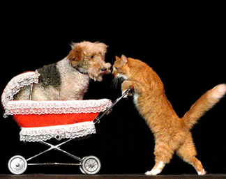 Cat pushing a dog in a baby buggy