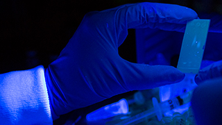 Close up image of a gloved hand holding a microscope slide under a blacklight.