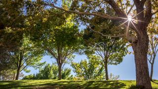 Sun shining through three trees on campus