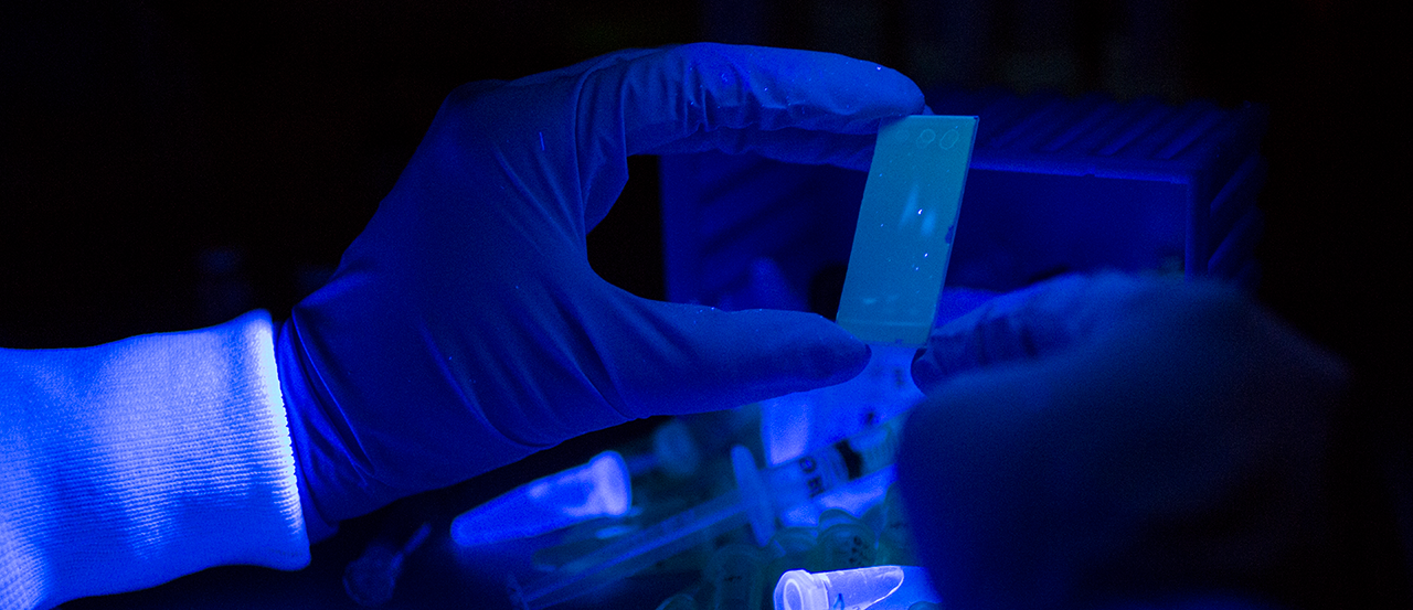 A gloved hand holds a slide under a black light.