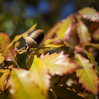 Image of Fall Leaves