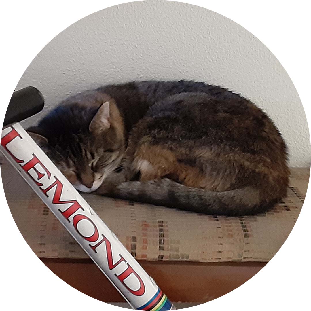 Rosa the cat laying comfy on a pillow