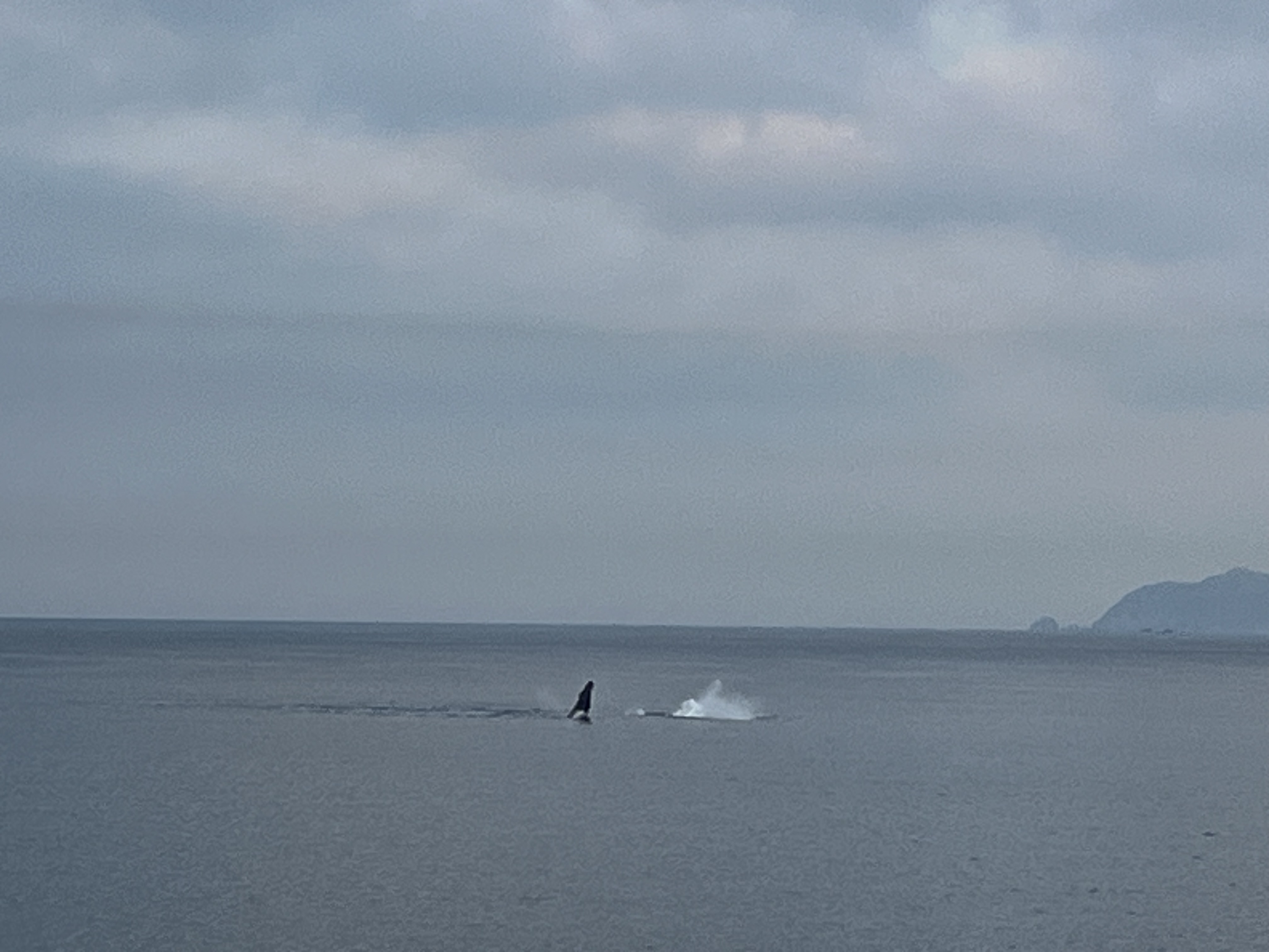 Breaching whale 1 Breaching whale 1