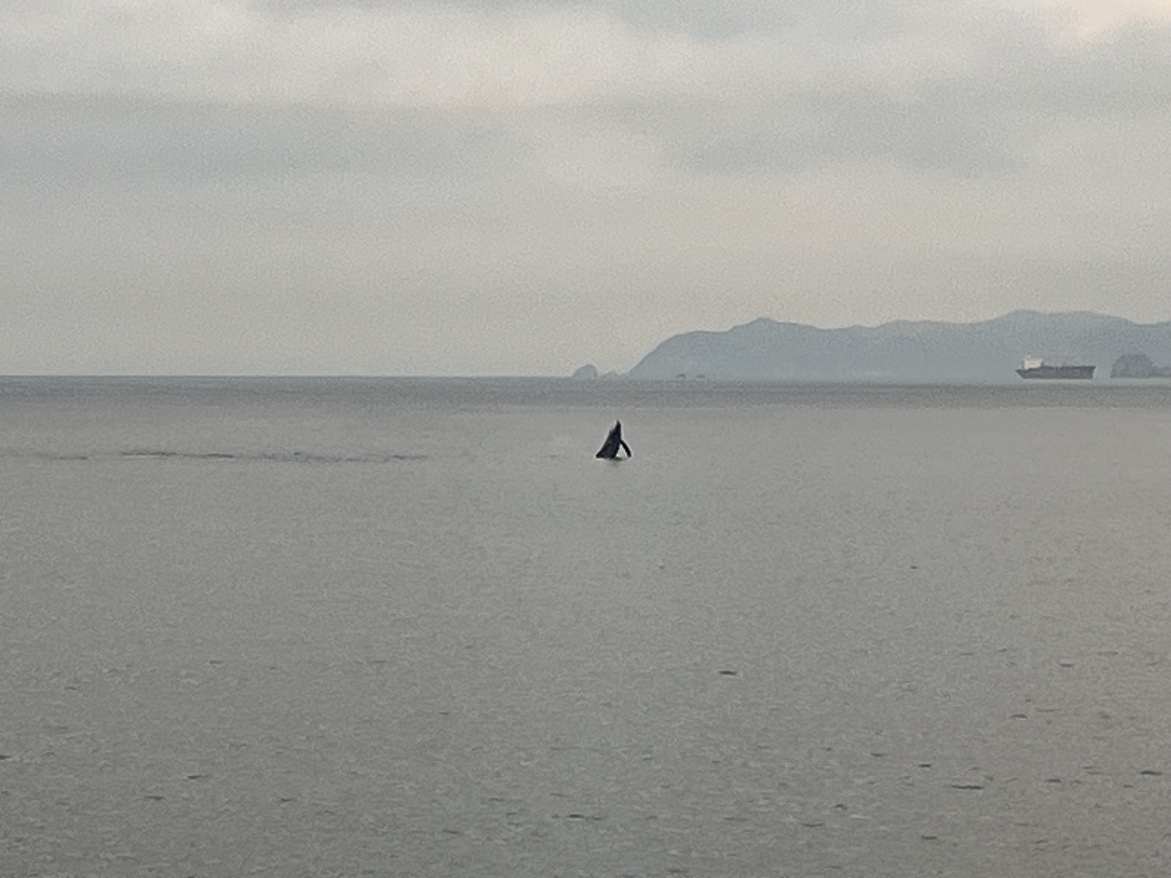 Breaching whale 2 Breaching whale 2