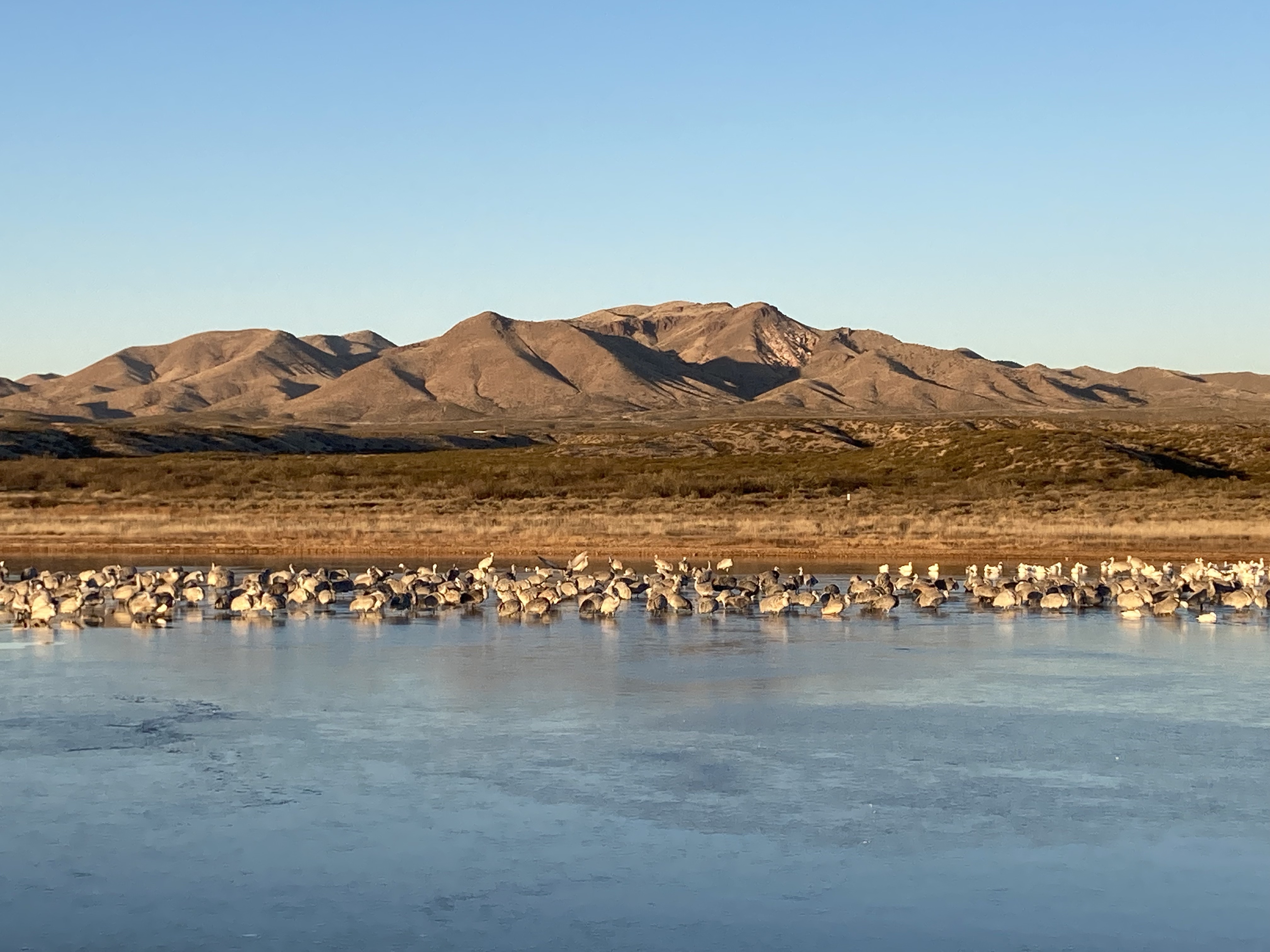 Sandhill cranes in a pond with a mountain in the background