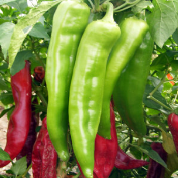 Green and red chile peppers