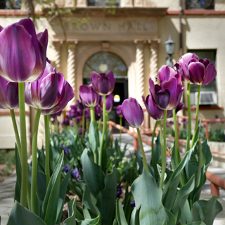 Image of purple flowers in front of Brown Hall, NMT's administration building.