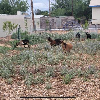 garden-goats Goats in the New Mexico Tech Community Garden