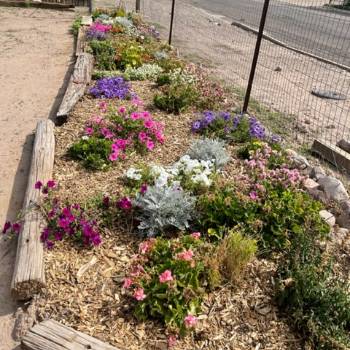 garden-flowers Flower bed in the NMT Garden