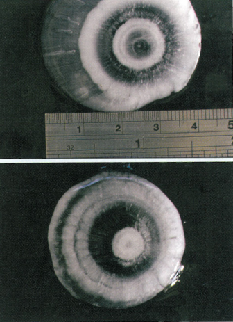 Cross-section of two hailstones shows stages of formation.
