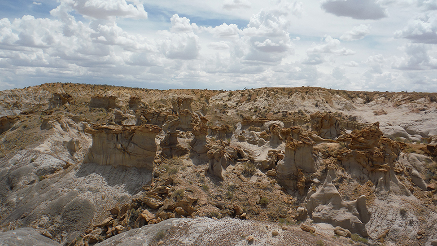 Rocks spanning the extinction of the dinosaurs in the San Juan Basin of northwestern New Mexico including numerous earliest Paleocene fossilized trees. The Cretaceous-Paleogene boundary is marked by transition from the grey latest Cretaceous Naashoibito Member and the tan earliest Paleocene Ojo Alamo Sandstone.