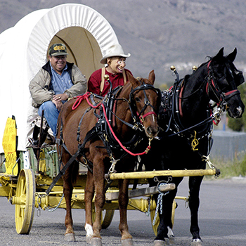 Horse and buggy in parade